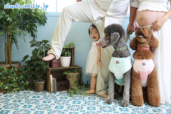 スタンダードプードル（大型犬）とお子さまとマタニティフォト！